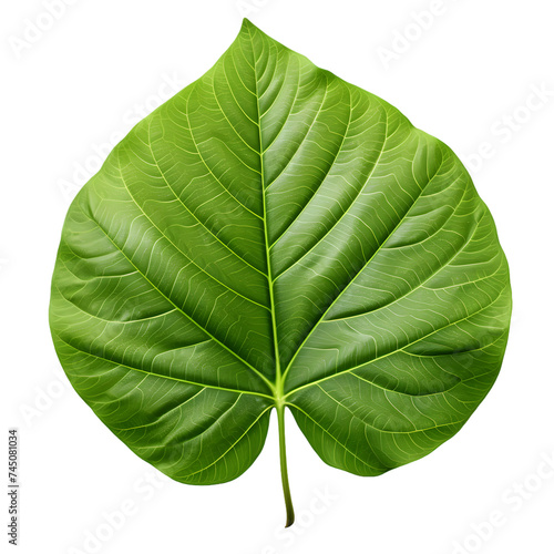 Artistic green leaf, beautiful leaf, leaf pattern