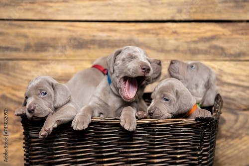 newborn weimaraner puppy