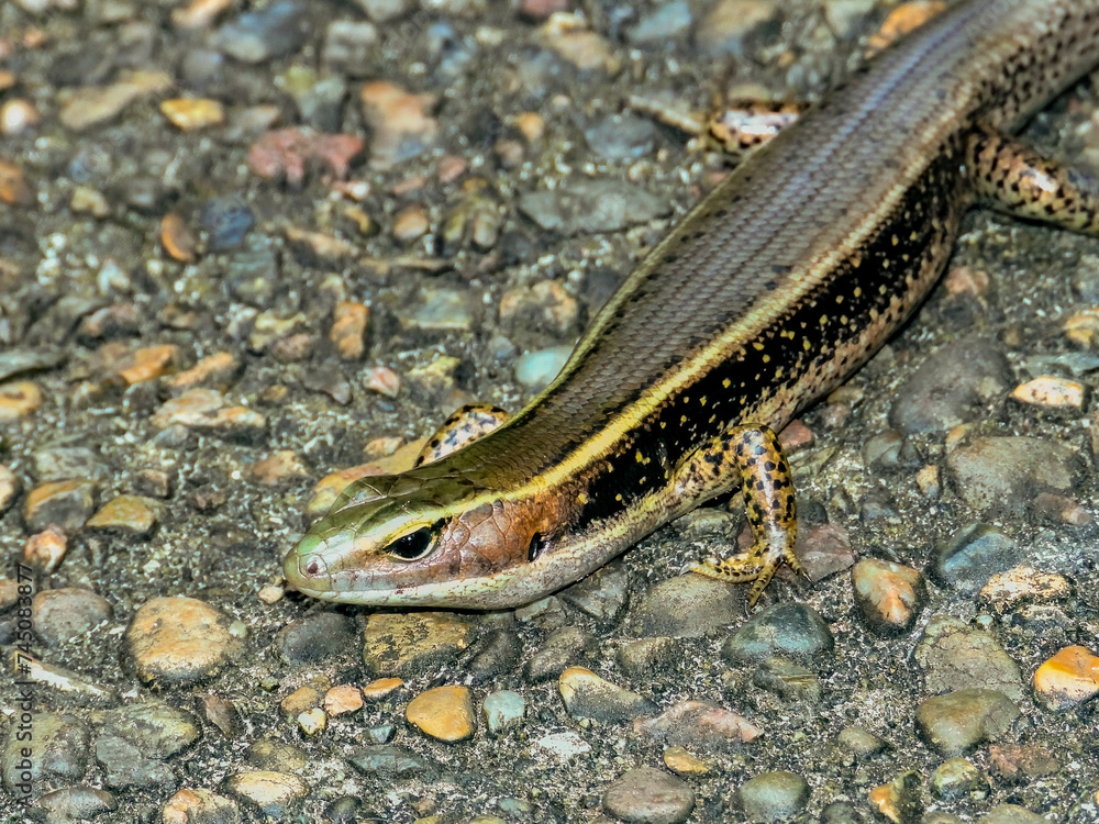 Major Skink in Queensland Australia Major Skink in Queensland Australia