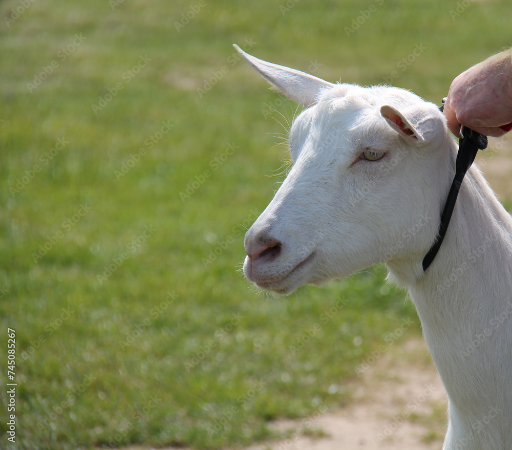 The Head of a Pure White Farm Goat. The Head of a Pure White Farm Goat.
