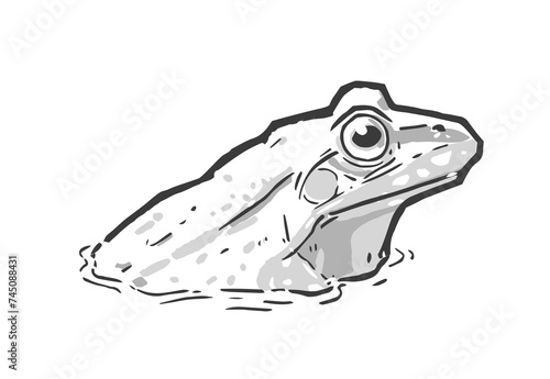 Vector illustration of floating frog in water in black and white