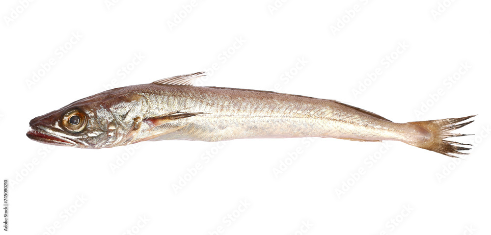 European hake or Atlantic herring, Merluccius merluccius, isolated on white European hake or Atlantic herring, Merluccius merluccius, isolated on white
