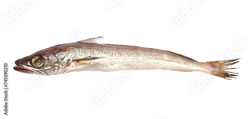 European hake or Atlantic herring, Merluccius merluccius, isolated on white