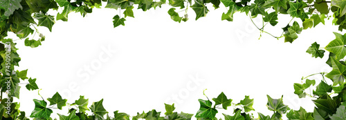 Ivy frame. Vine Frame. Frame of leaves. Transparent PNG background. Pen tool flawless cutout. Green leaves frame. Floral background with copy space. 