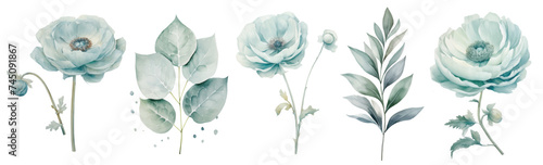 Set watercolor blue ranunculus flowers floral branches. Wedding concept a white background