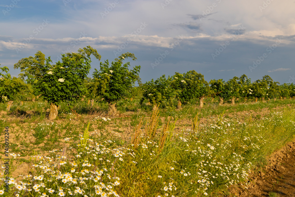 Naklejka premium Blooming elderberries orchard, Zemplin hills, Hungary