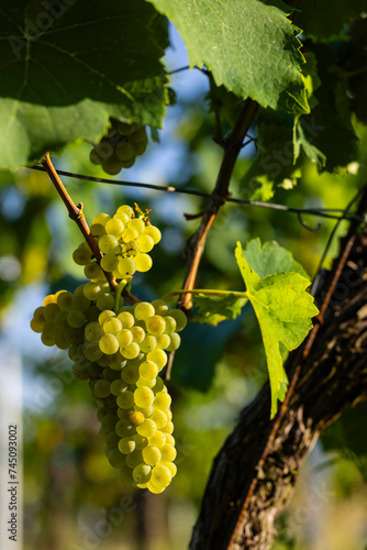 Wallpaper Mural Vineyard with Hibernal near Cejkovice, Southern Moravia, Czech Republic Torontodigital.ca