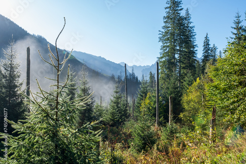 Fototapeta Naklejka Na Ścianę i Meble -  Early morning sun illuminating mountains and forest in Poland's Tatra National Park as fog is rising up from the valley 