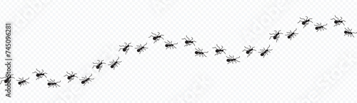 Ant trail. Little ant trail isolated on white backgrpund. Ants moving quickly in one direction. Ants moving in one row line. Group ants walk.