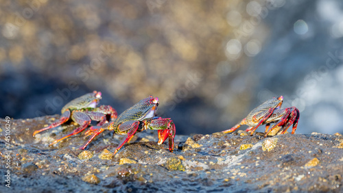 Canvas Print Three crabs on rock in the sunshine on Canary Islands, Spain