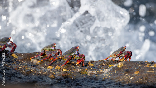 Group of crabs on rock in the sunshine on Canary Islands, Spain