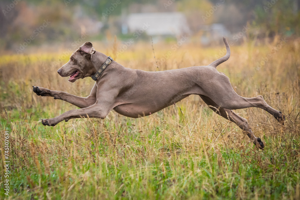 Weimaraner on a walk in the field Weimaraner on a walk in the field