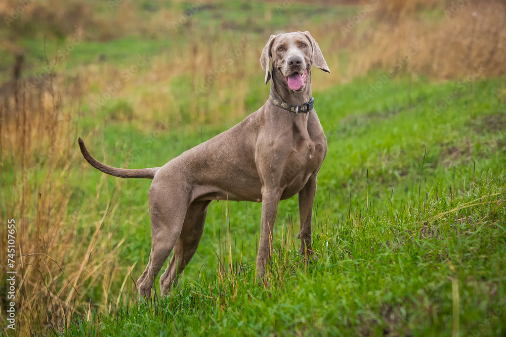 Weimaraner on a walk in the field Weimaraner on a walk in the field