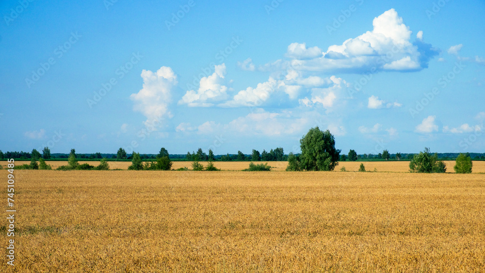 Golden crops stretch out under a bright, cloud-speckled sky.