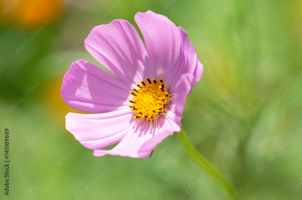 Pink cosmos flower close-up on blurred green background. Selective focus. Pink cosmos flower close-up on blurred green background. Selective focus.