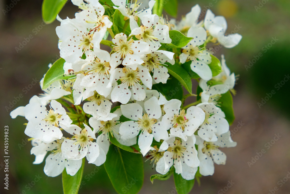 A branch adorned with white, speckled blossoms and leaves.
