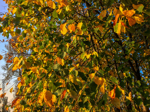 The image shows a tree with green and yellow leaves, indicating the onset of autumn. Sunlight filters through, highlighting the changing colors.