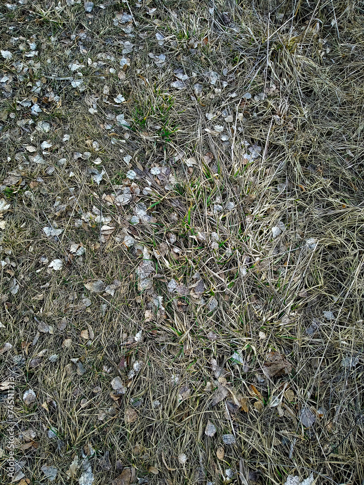 The image shows a close-up view of the ground with dried grass, fallen leaves, small rocks, and a few green plants. The image shows a close-up view of the ground with dried grass, fallen leaves, small rocks, and a few green plants.