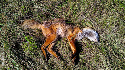 фотографія An expired animal is visible amidst grass, showing signs of decomposition and exposure to the elements