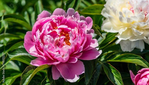 Pink and white peony. Spring flowers. Beautiful bouquet.