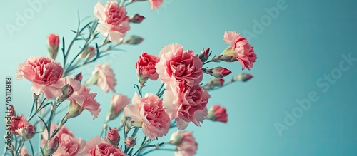 A bunch of pink carnations are displayed on a light blue background, creating a vibrant and eye-catching floral arrangement. The contrast between the pink flowers and the blue backdrop adds a pop of photo