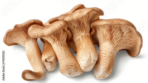King Oyster mushroom or Eringi isolated on white background with clipping path. Top view. Flat lay photo