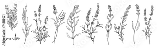 Lavender flower line art drawing. Hand drawn black ink sketch. Modern design for tattoo, wedding invitation, logo, cards, packaging. Trendy greenery vector illustration on transparent background.