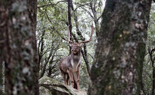 Cervo magnifico a Fonni, Donnaortei © Lara