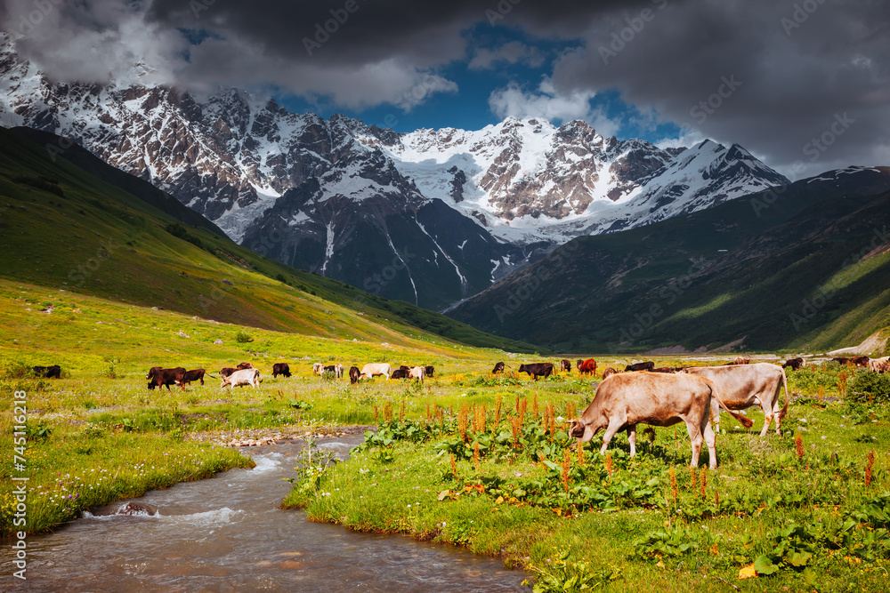 Cows graze on an alpine meadow at the foot of the Main Caucasus Range. Zemo Svaneti, Georgia. - obrazy, fototapety, plakaty 
