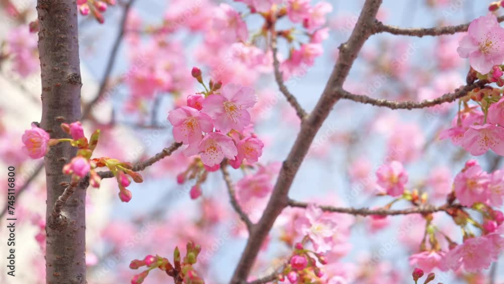 pink sakura blossoms in spring in Japan, close up of cherry blossom flowers pink sakura blossoms in spring in Japan, close up of cherry blossom flowers