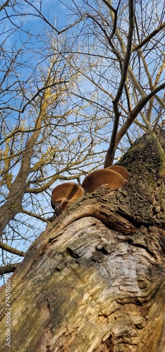Polyporus is a genus of poroid fungi in the family Polyporaceae. photo