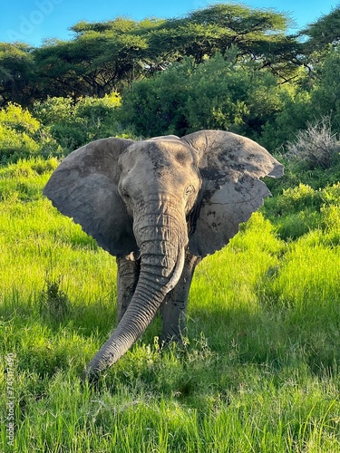 Canvas Print The Elephant
