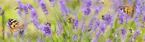 beautiful panoramic view on  scenic nature with honey bees,butterfly and lady...