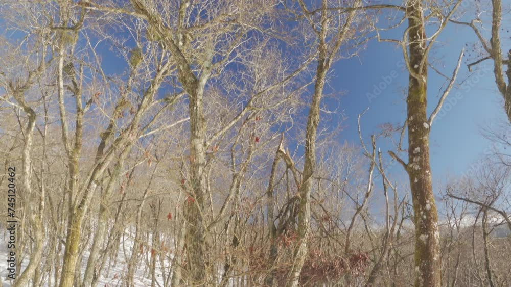 青空を見上げる(チルト)