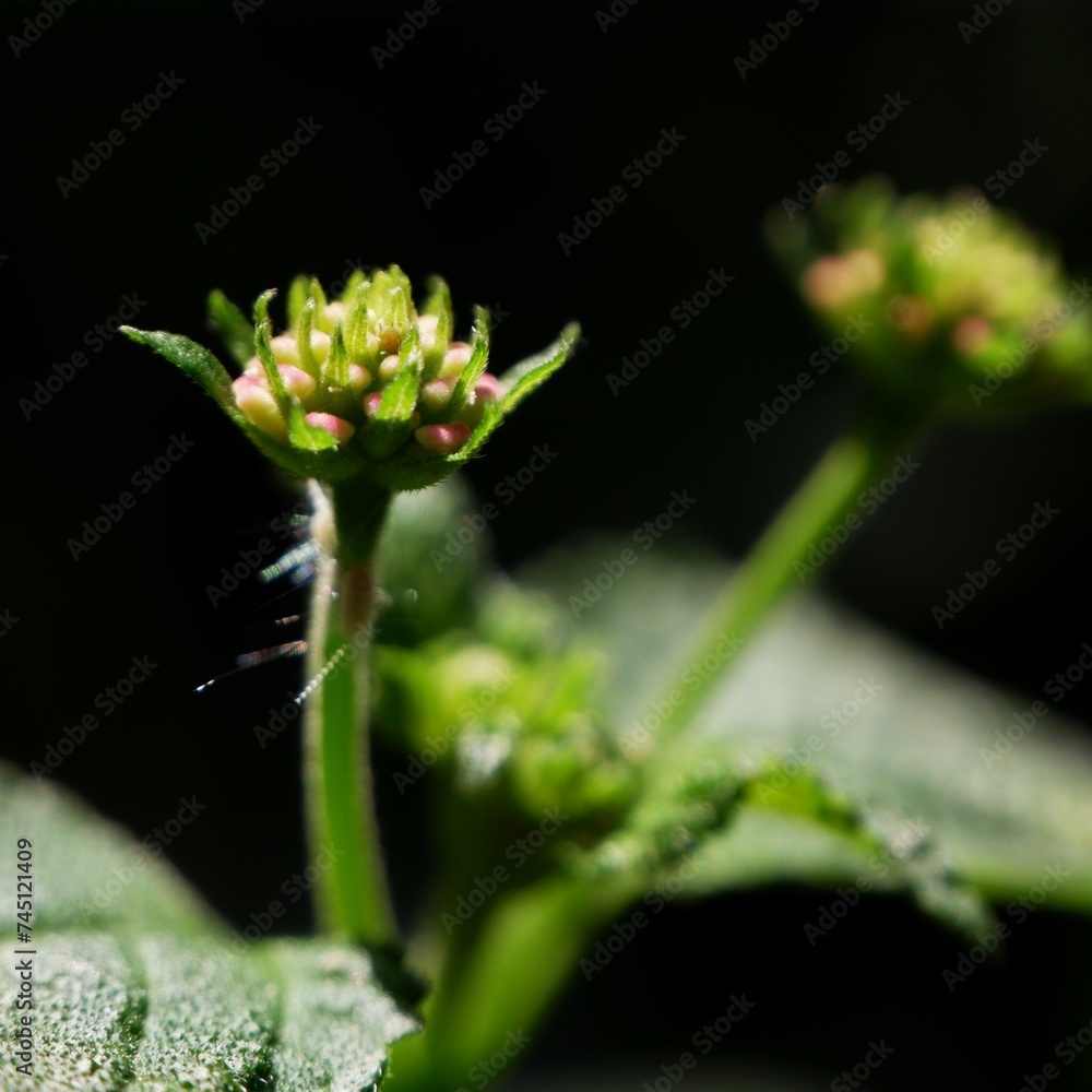 small flower and its leaves with dark background small flower and its leaves with dark background
