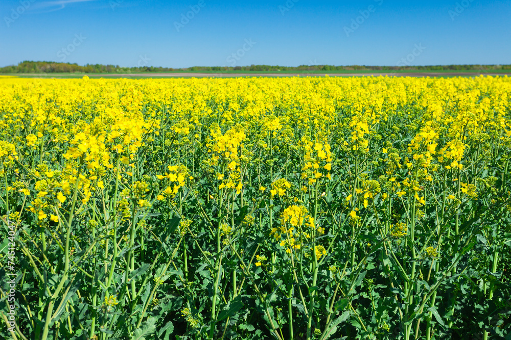 Yellow flowers in the rapeseed field and blue sky Yellow flowers in the rapeseed field and blue sky