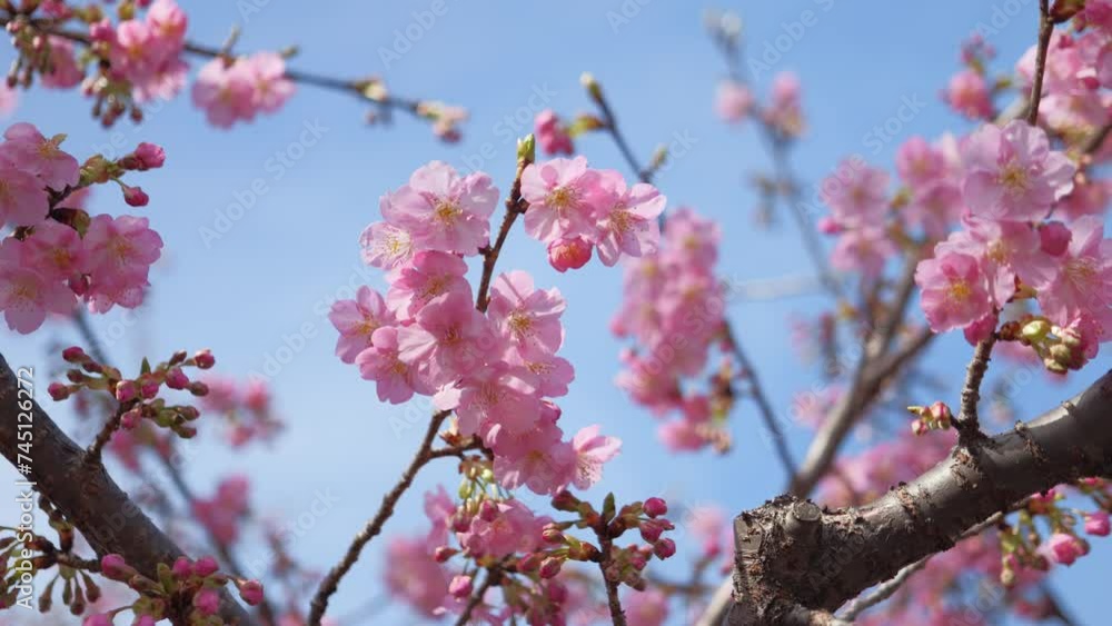 Beautiful cherry blossoms swaying in the wind, spring scenery Beautiful cherry blossoms swaying in the wind, spring scenery