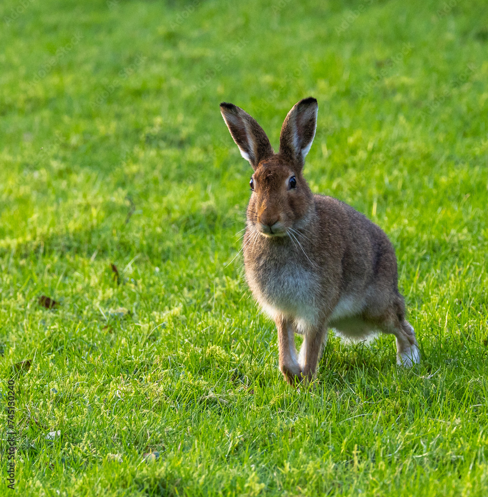 Fototapeta premium Irish hare lepus timidus hibernicus
