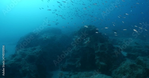Wallpaper Mural lionfish  underwater searching and patroling rocks for food mediterranean sea Torontodigital.ca