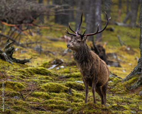 Red deer stag Cervus elaphus