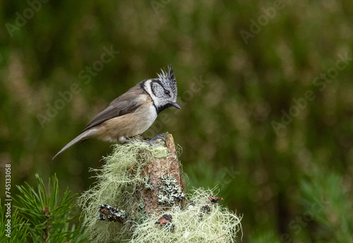 Crested tit   Lophophanes cristatus