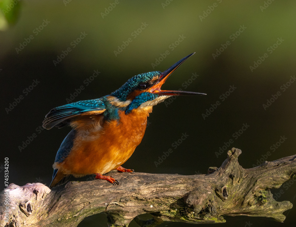 Fototapeta premium Common kingfisher Alcedo atthis