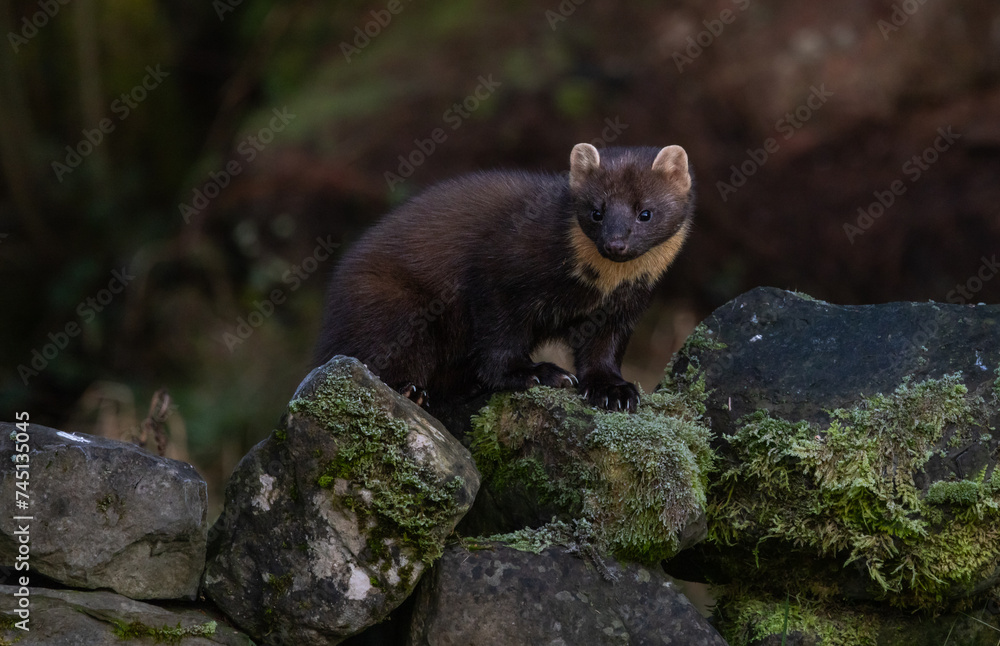 Pine marten Martes martes Pine marten Martes martes