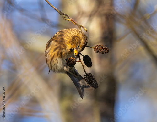 Lesser redpoll Acanthis cabaret photo