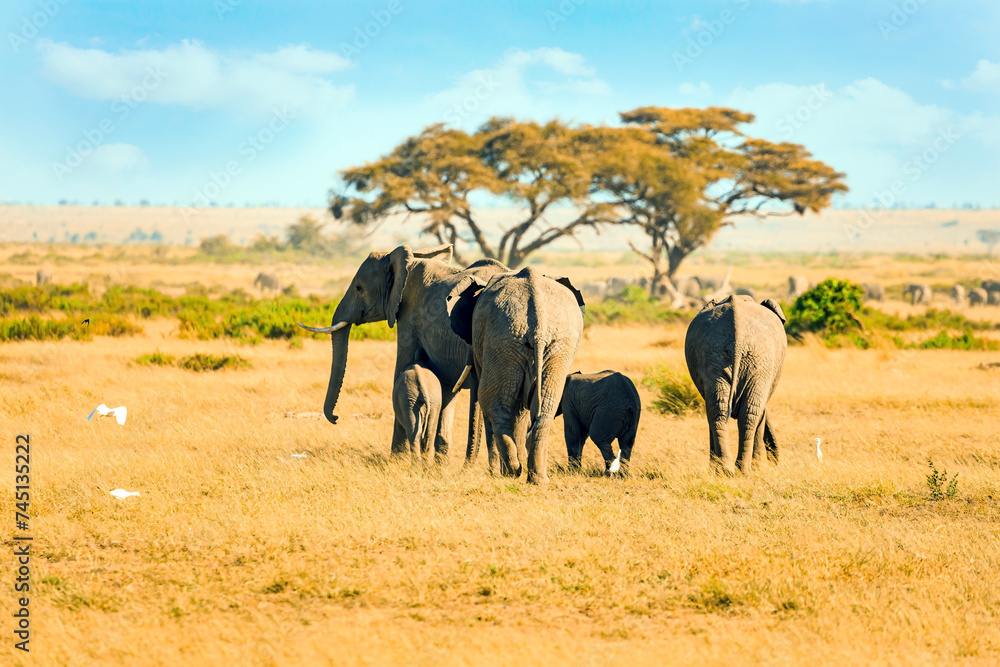 Fototapeta premium Elephant family