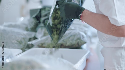 Male worker wear gloves pouring fresh marijuana buds to the sorting tray ready to pack and sell, marijuana dispensary, legalizing cannabis, narcotic trafficking process inside the factory warehouse
