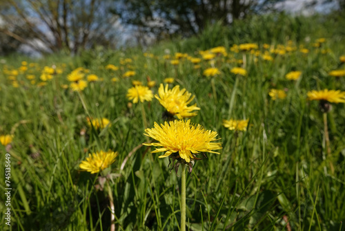 Closeup on a meadow filled with yellow blossoming dandelion flower, Taraxacum officinale