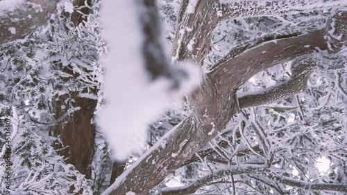 Sobaeksan National Park, South Korea 12 January 2024. Explore the enchanting beauty of Sobaeksan National Park on a snowy morning.  photo