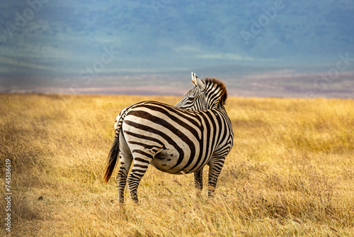 Zebra in Ngorongoro Rerservation Area photo