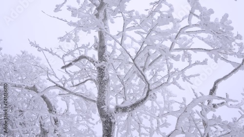 Sobaeksan National Park, South Korea 12 January 2024. Explore the enchanting beauty of Sobaeksan National Park on a snowy morning. 